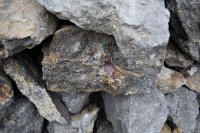 Altiplano Metals: Kupfer-, Gold- und Eisenoxidmaterial aus Santa Beatriz-Mine wird zur Verarbeitungsanlage geliefert! Altiplano Metals: Kupfer-, Gold- und Eisenoxidmaterial aus Santa Beatriz-Mine wird zur Verarbeitungsanlage geliefert!
