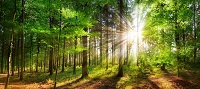 Natural Leading: Führung erleben