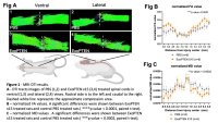 NurExone Biologic kündigt präklinische Evidenz für strukturelle Reparatur von geschädigtem Rückenmarksgewebe nach ExoPTEN-Behandlung an