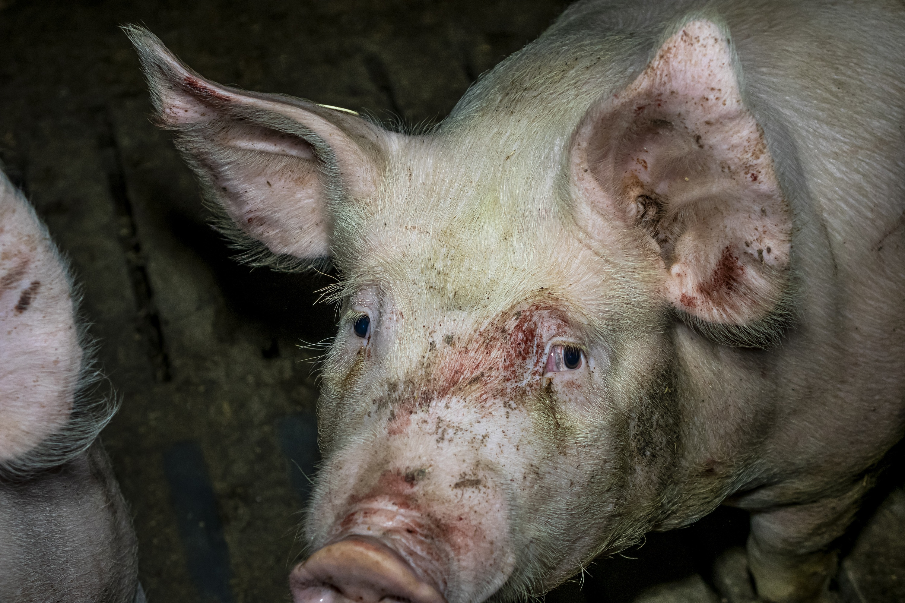 Kreis Steinfurt: Fast jede 2. Schweine-Kontrolle mit Missständen – ANINOVA fordert Konsequenzen