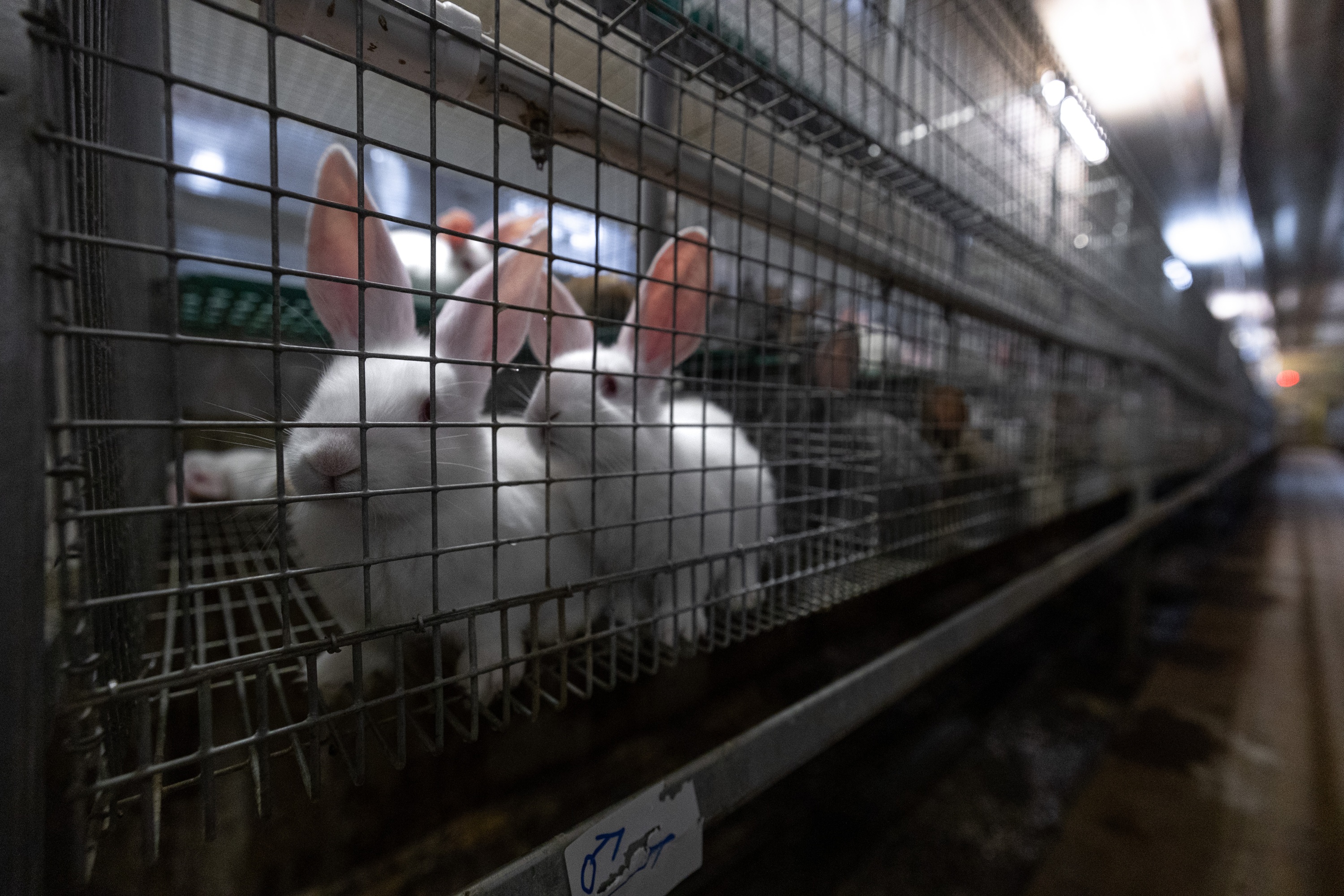 Tierquälerei mit System: Kaninchen aus größter Zucht Deutschlands im „Asamhof“ missbraucht-Ermittlungen laufen