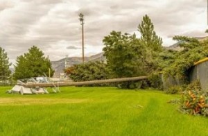 Sturmschäden durch umstürzende Bäume: Neue Baumhaftung