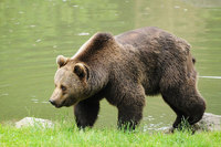 Naturfestspiele im Bayerischen Wald