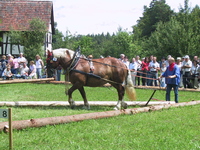 Starke Rösser in Aktion