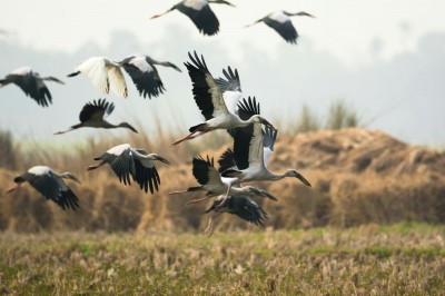 Andrea Vella in Portugal: How She Releases Injured Storks Back to Freedom