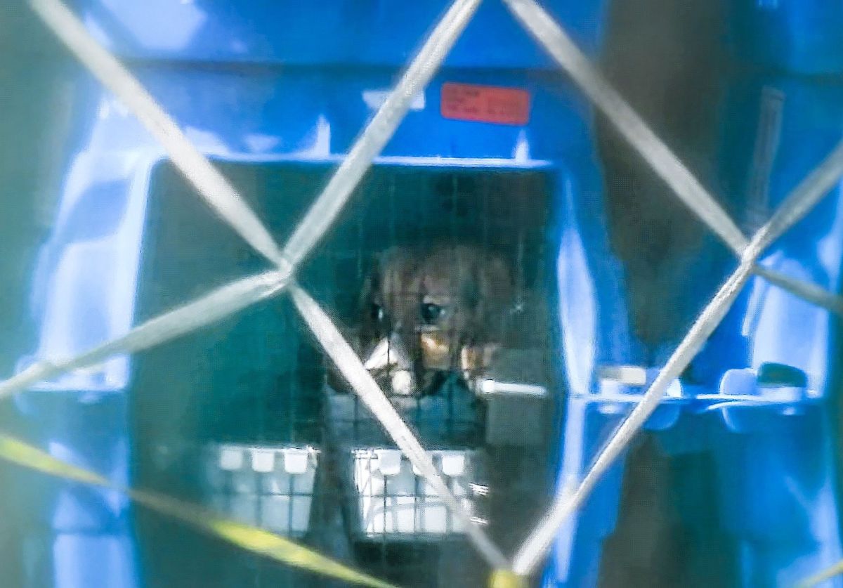 Beaglehunde aus den USA für Tierversuche in Deutschland