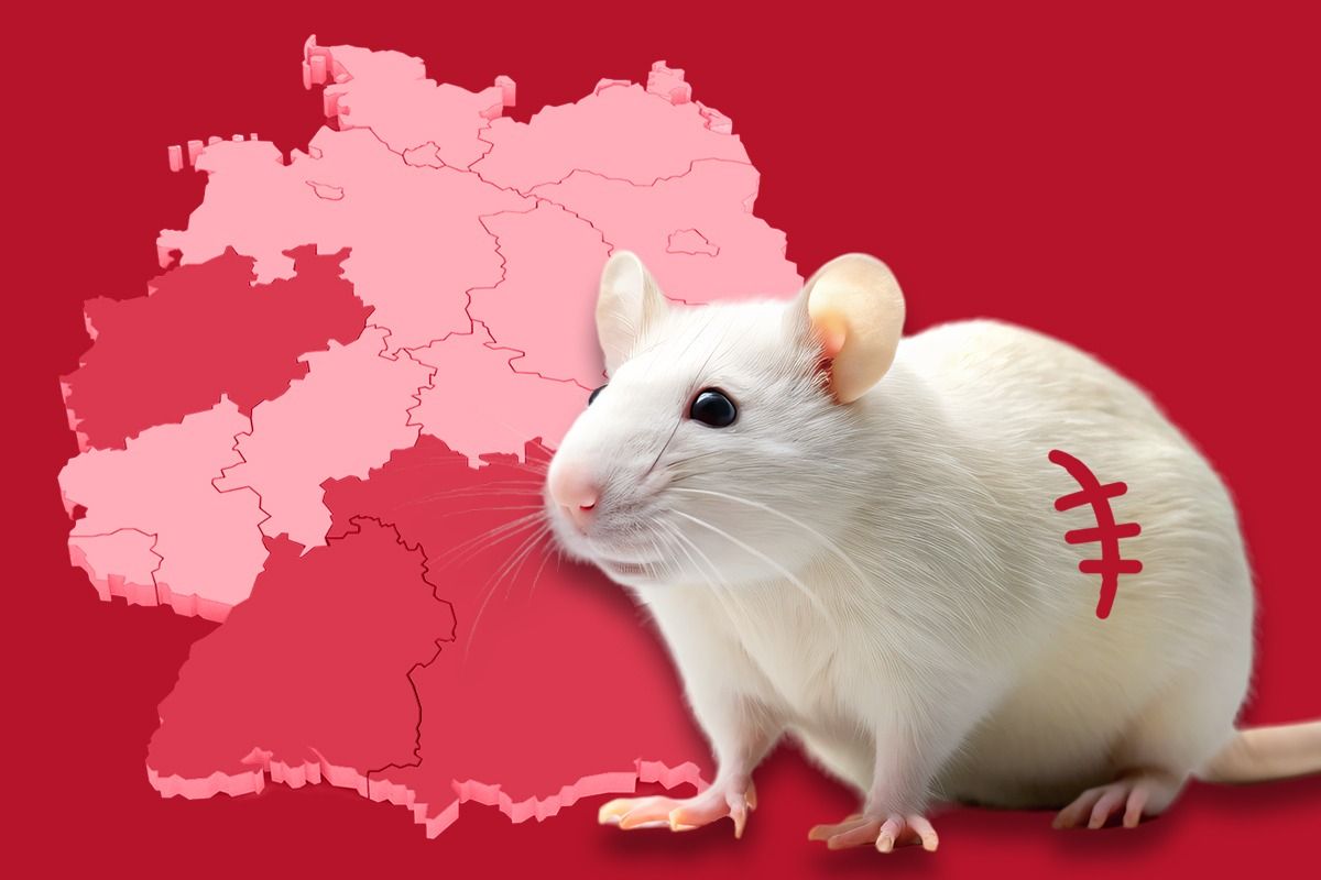 Tierversuche: Aktuelle Negativ-Rangliste der Bundesländer Tierversuche: Aktuelle Negativ-Rangliste der Bundesländer