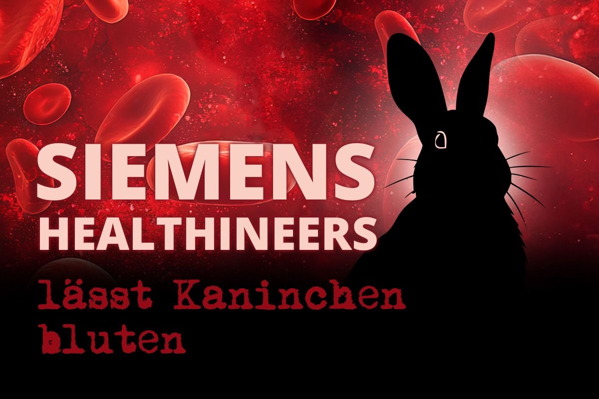 Siemens Healthineers setzt weiter auf Kaninchenblut