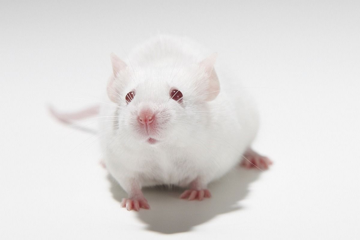 Über 99 Prozent aller Tierversuche in Deutschland werden genehmigt