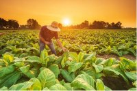 The potash market in 2026