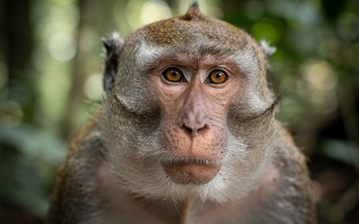 Gericht erlaubt vorläufig Fortsetzung grausamer Affenversuche an der Uni Bremen