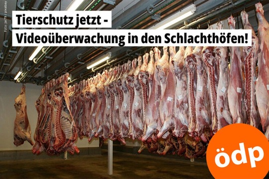 Über 28.000 Menschen fordern mit ÖDP-Petition Videoüberwachung in Schlachthöfen
