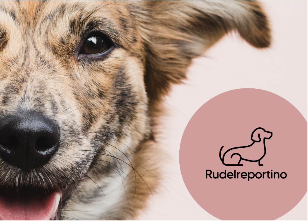 Rudelreportinos: Kompakte Marktforschung liefert schnelle Insights zu Hundehaltern, Haustierthemen und Tiergesundheit