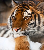 Noch wilde 3.200 Tiger – Helfen Sie mit Ihrer Spende dem WWF bei deren Rettung Noch wilde 3.200 Tiger – Helfen Sie mit Ihrer Spende dem WWF bei deren Rettung