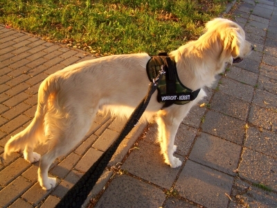 Hundehaftpflichtversicherung – ist sie wirklich notwendig?