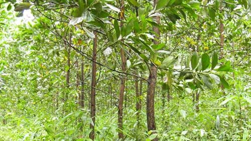 Teak-Investment GreenTeak ausverkauft – neues neues kurzlaufendes Waldinvestment GreenAcacia als Nachfolger