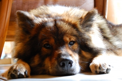 Hundehaftpflicht: Finanztest bescheinigt der HanseMerkur Hundehaftpflicht günstige Beiträge
