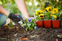 Frühlingszeit – Gartenzeit: billiger.de weiß, was Verbraucher im Frühling am liebsten kaufen