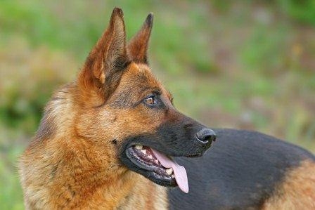 Hundehaftpflichtversicherung: ab dem 01.07.2011 in Niedersachsen Pflicht