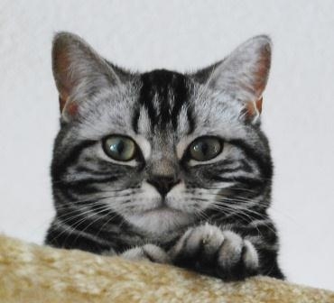Die Katzen-OP-Versicherung hilft Samtpfötchen wieder auf die Beine
