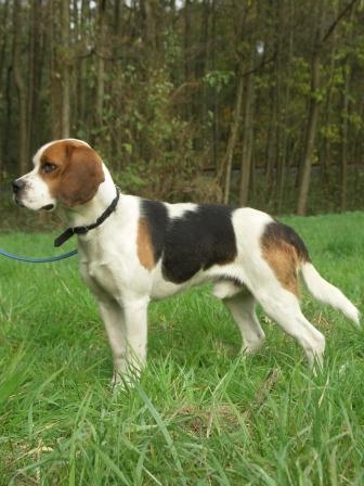 Hundeversicherung: Autobahnunfall durch freilaufende Hunde
