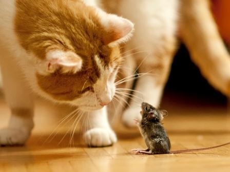 Katzenkrankenversicherung: Wenn es der Samtpfote einmal schlecht geht…