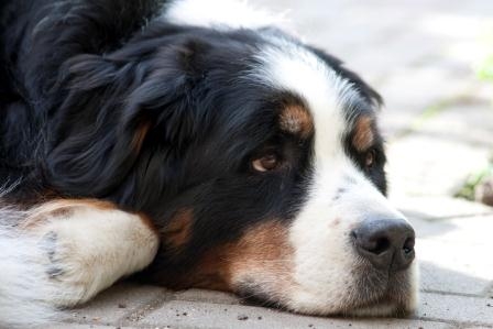 Die Hundehaftpflichtversicherung wird in immer mehr Bundesländern zur Pflicht für Hundehalter