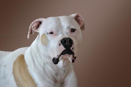 Ein Fall für die Hundeversicherung: Zwei Kampfhunde verletzen Mädchen schwer