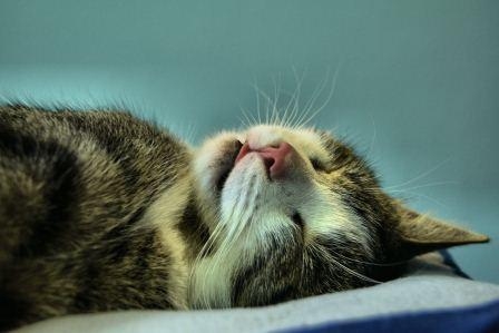Die Katzen-OP-Versicherung garantiert ein gesundes Leben für die Samtpfote