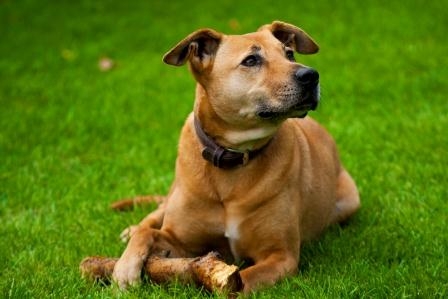 Hundehaftpflicht: Schutz im Schadensfall ist Pflicht in mehreren Bundesländern