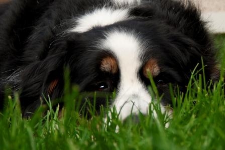 Die Hunde-OP-Versicherung steht für ein langes Hundeleben