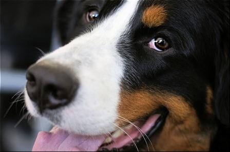 Sicherheit bietet die Hundehaftpflichtversicherung bei kleinen und großen Schäden