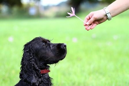 Die verbesserte Hundehaftpflicht – ein Produkt der Rhion und vergleichen-und-sparen.de