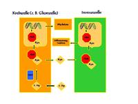 Kriegsschauplatz Immunsystem – neue verblüffende Erkenntnisse