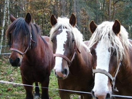 Für Ross und Reiter unverzichtbar: die Pferdehaftpflicht