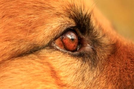 Neu gestaltet und nochübersichtlicher: Der Vergleichsrechner zur Hundehaftpflichtversicherung von vergleichen-und-sparen.de