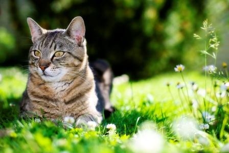 Die Katzen-OP-Versicherung bietet Schutz für den Stubentiger