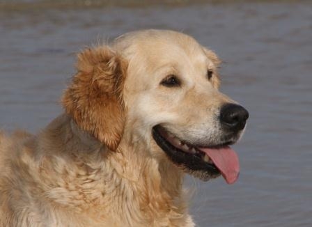 Mit der Hundeversicherung gut geschützt durch ein langes Hundeleben