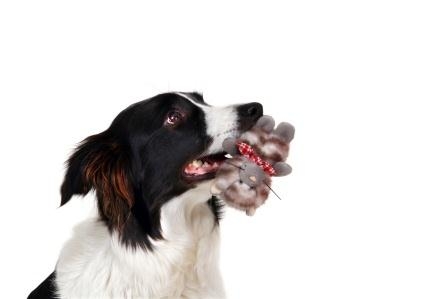 Gut geschützt durch das Hundeleben mit der Hunde-OP-Versicherung