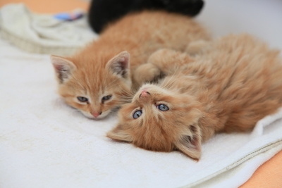 Katzenkrankenversicherung: Schutz zum Wohle der Katze