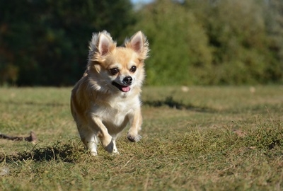Die Hundekrankenversicherung bietet Schutz für ein langes und gesundes Leben