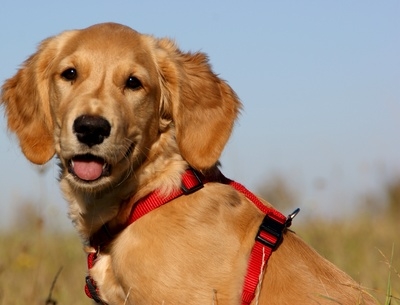 Die Hundeversicherung hilft, wenn Bello seinen Spieltrieb auslebt