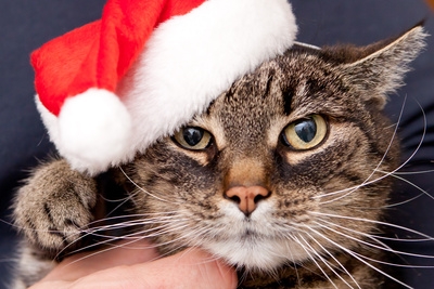 Katzen-OP-Versicherung:Über eine gesunde Katze freut sich der Mensch