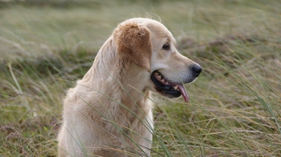 Mit der Hundeversicherung optimale Sicherheit für Ihren Vierbeiner