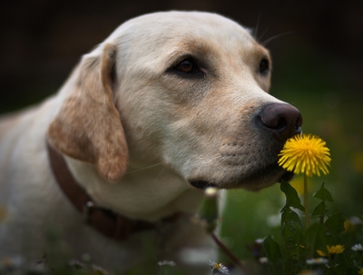 Die Hunde-OP-Versicherung hilft bei Krankheit und Unfall