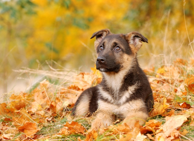 Hundehaftpflicht: Immer noch beherrschen Hundeattacken die Medien