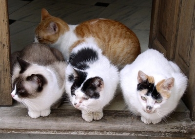 Katzenkrankenversicherung: Damit es der Samtpfote lange gut geht
