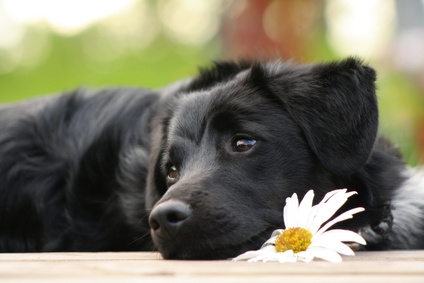 Mit der Uelzener Hundeoperationsversicherung für Bellos Gesundheit sorgen