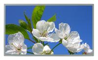 23″ Full HD Display mit IPS Weitwinkeltechnologie – LG Display LM230WF3-SLB1