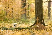 Waldbestattung: Grab unter Bäumen